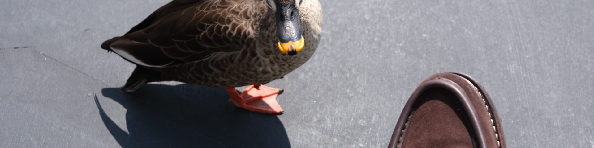 ディズニーランドに行くときに履いていくべき 革 靴を革靴バカが考える記事 もでぃふぁいど